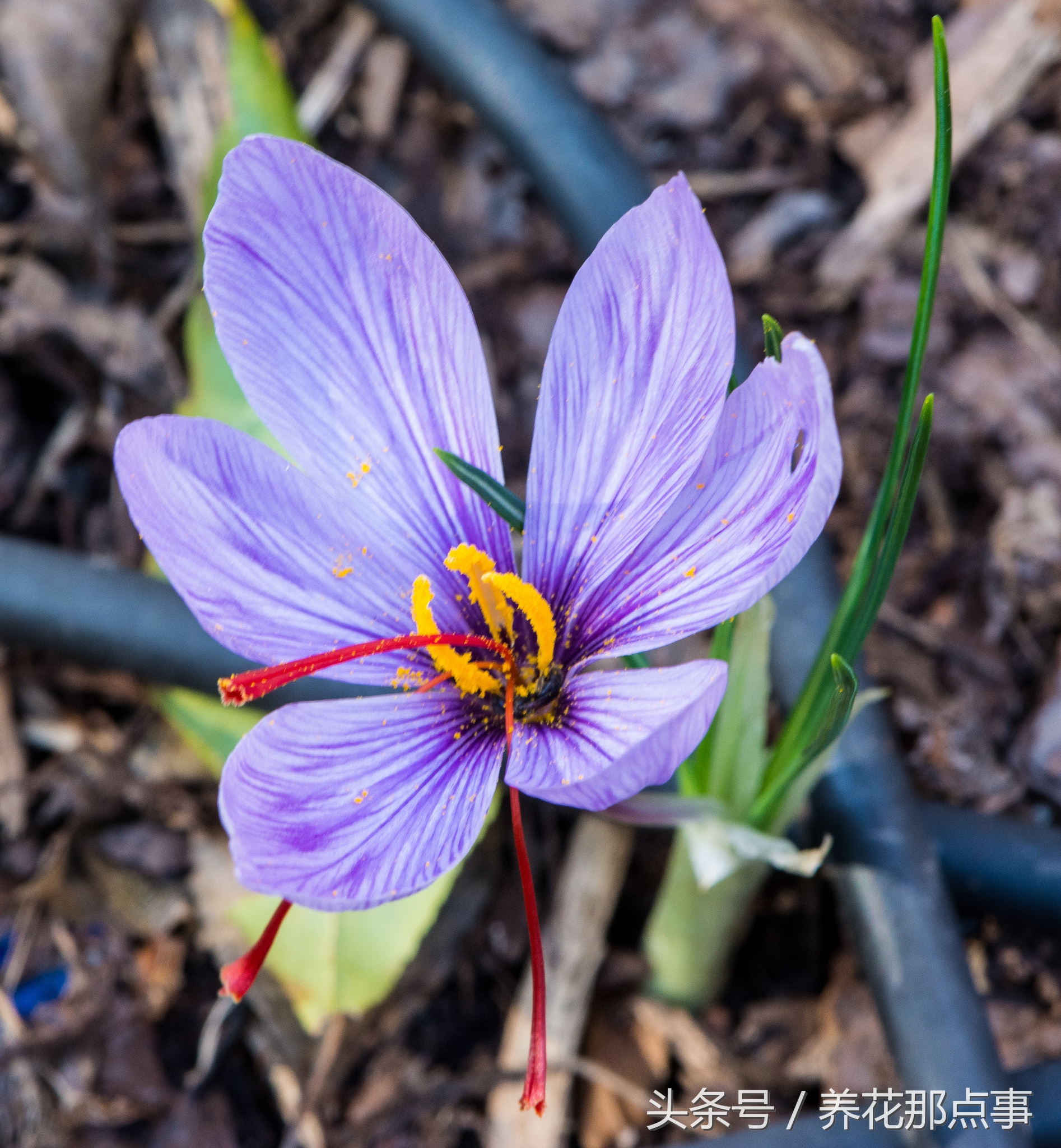 什么是真正的藏红花,藏红花普通和顶级的区别