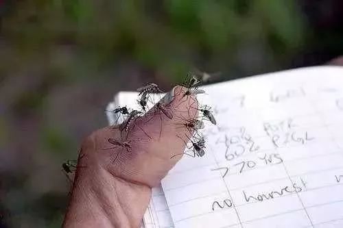 驱蚊止痒一招搞定,用什么驱蚊止痒效果最好