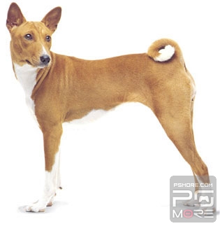 关于世界名狗名犬排行榜,世界名犬狗的品种大全