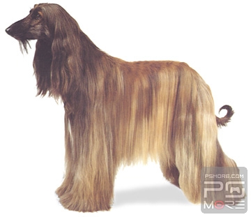 关于世界名狗名犬排行榜,世界名犬狗的品种大全