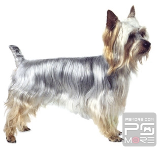 关于世界名狗名犬排行榜,世界名犬狗的品种大全