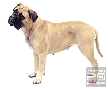 关于世界名狗名犬排行榜,世界名犬狗的品种大全