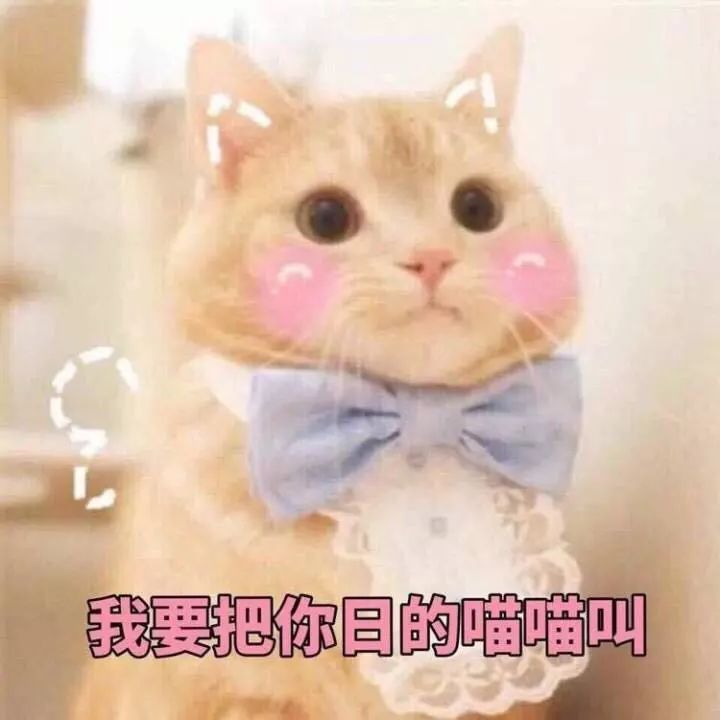我真的不是想骗你们养猫