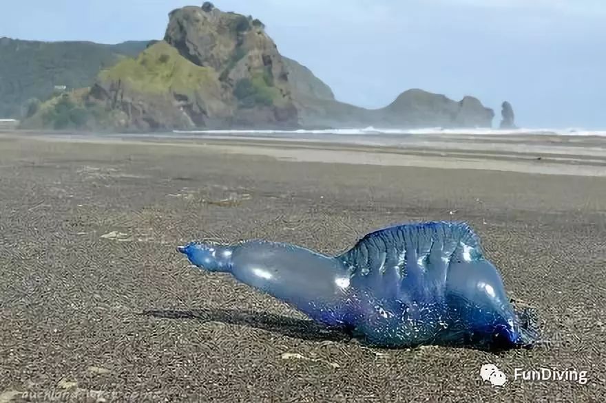 被水母蜇到的伤口怎么治,被水母蜇伤是不是用尿可以好