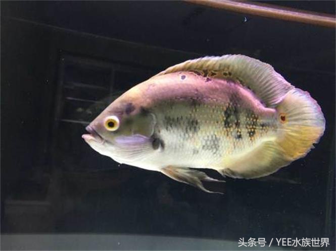 观赏鱼扁扁的趴在缸底叫啥,观赏鱼在13度水温趴缸