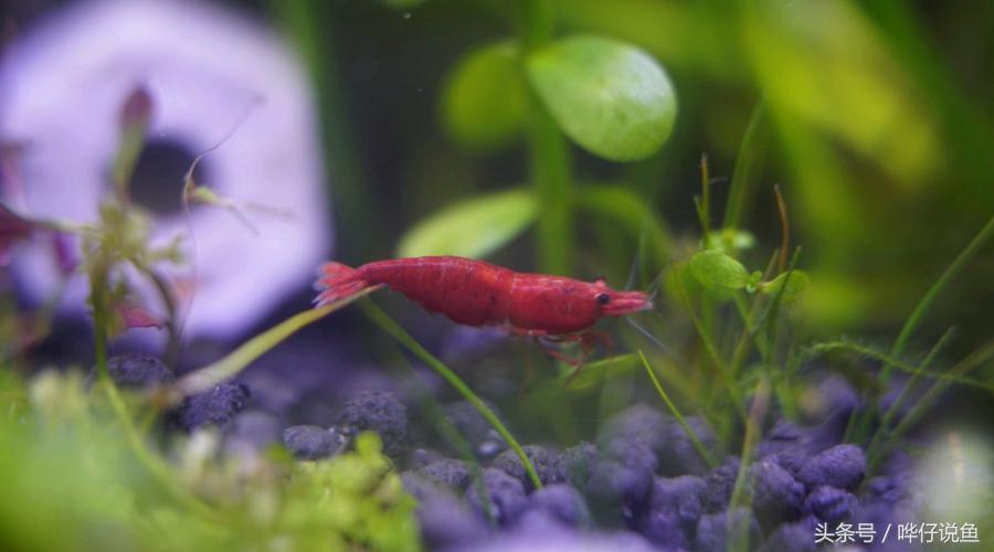 观赏虾观赏鱼,观赏鱼观赏虾