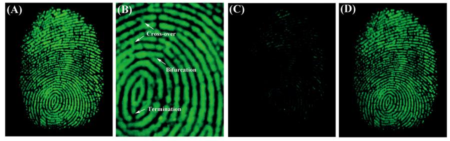可用于指纹检测及加密的阴离子响应纳米纤维素水凝胶