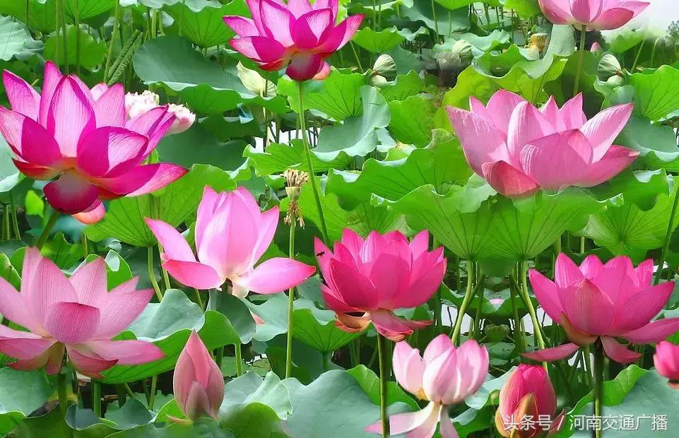 郑州哪里可以入夏赏荷,郑州最佳赏荷地来了