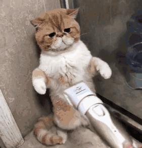 国外代购香水被拒,代购香水被拒绝