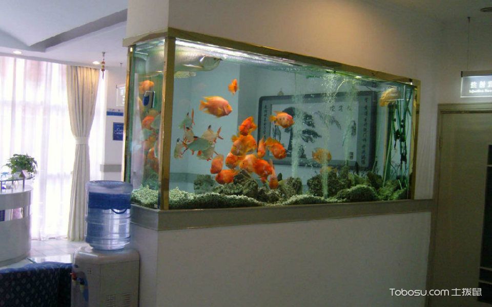 鱼缸太高会破财吗,鱼缸摆放的十大忌讳