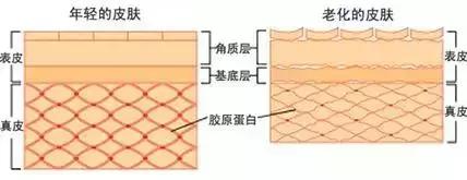 补充胶原蛋白肽的保健品有用吗,补充胶原蛋白用什么化妆品