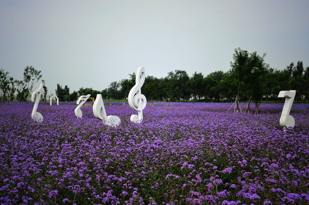 北京的普罗旺斯庄园,薰衣草庄园的浪漫之旅