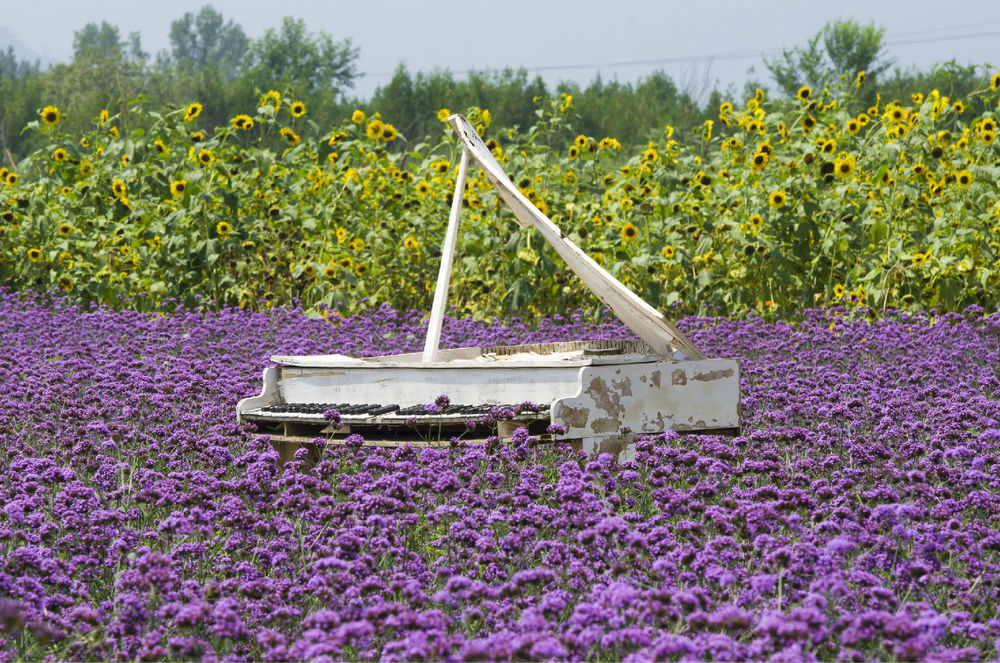 北京的普罗旺斯庄园,薰衣草庄园的浪漫之旅