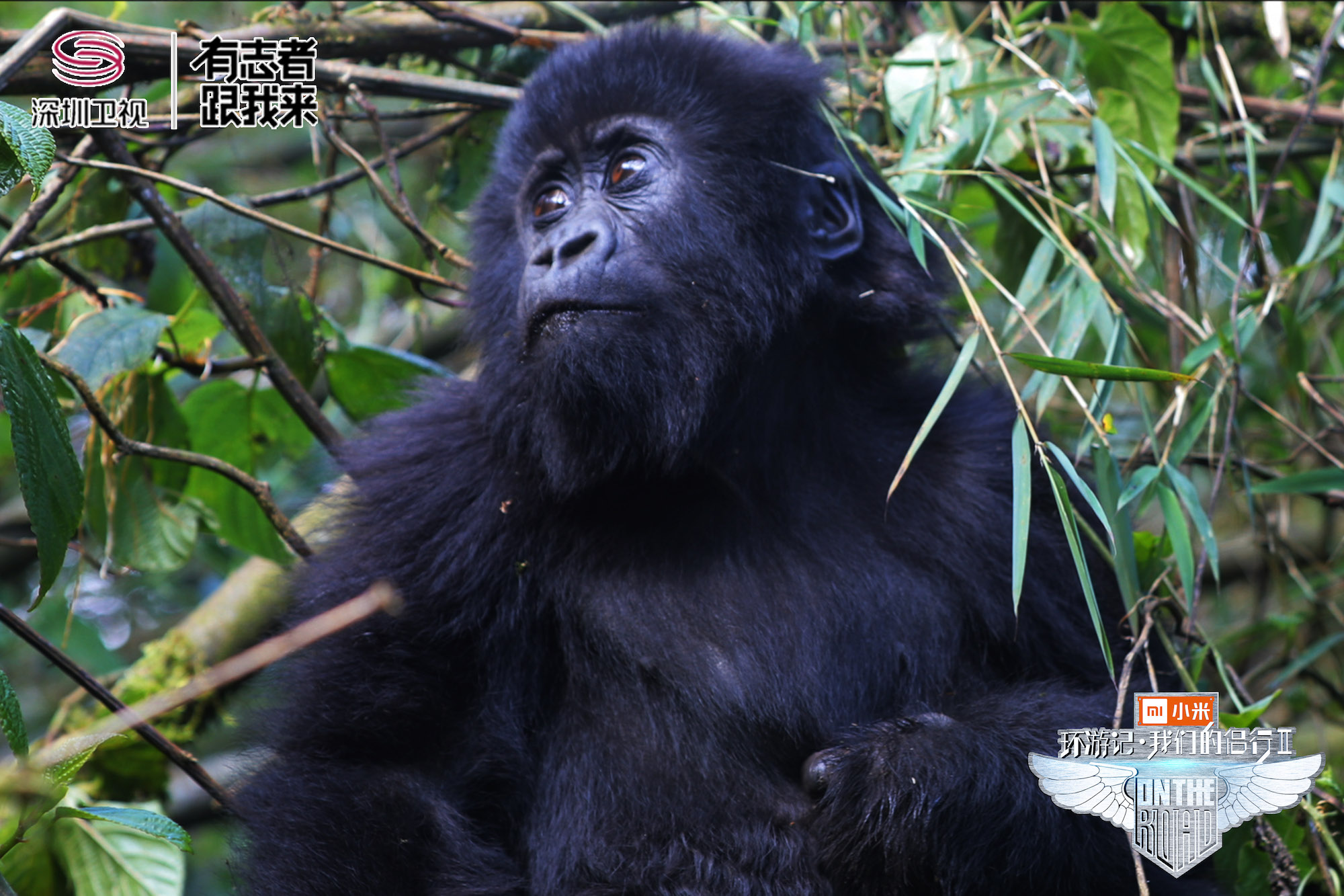 270非洲狂野“追猩”这份“金刚宝典”，你没理由错过！
