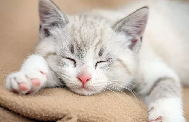 铲屎官的必备技能猫咪呕吐,铲屎官学的猫咪功课