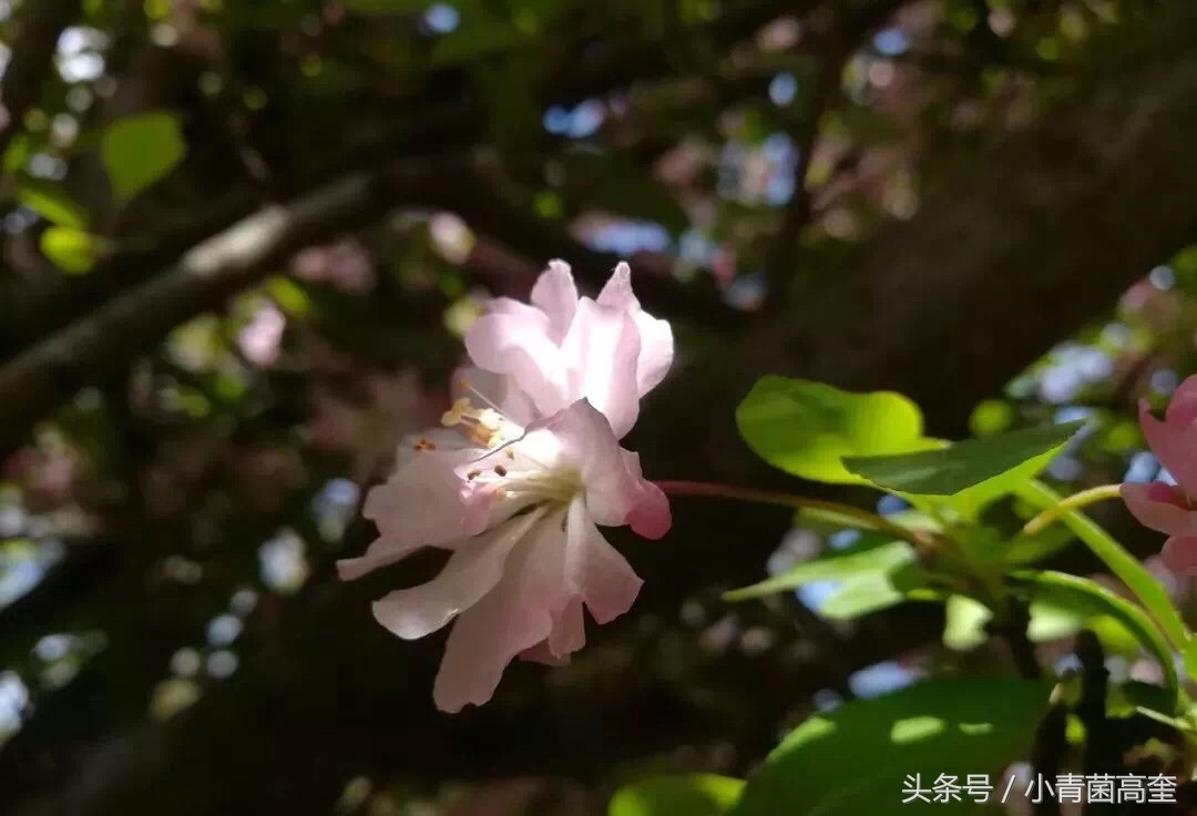 美丽的云南师范大学,美丽的云南曲靖