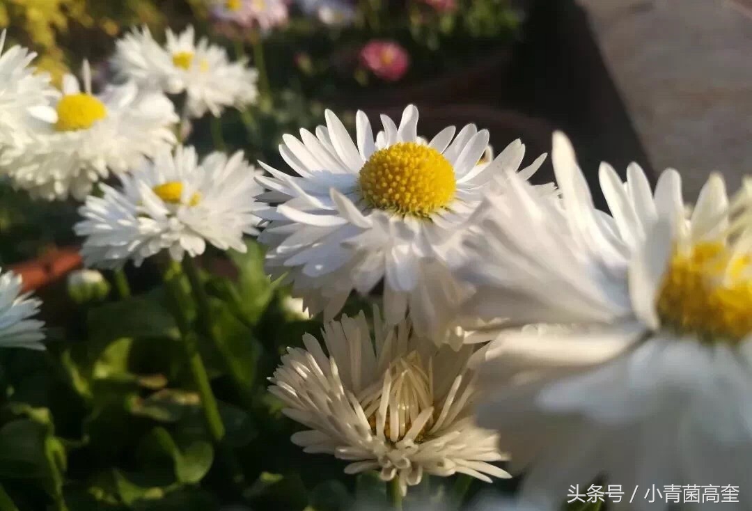 美丽的云南师范大学,美丽的云南曲靖