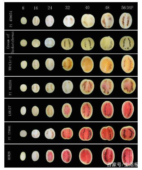 黄瓤西瓜和红瓤西瓜怎样辨别,黄瓤西瓜和红瓤西瓜区别