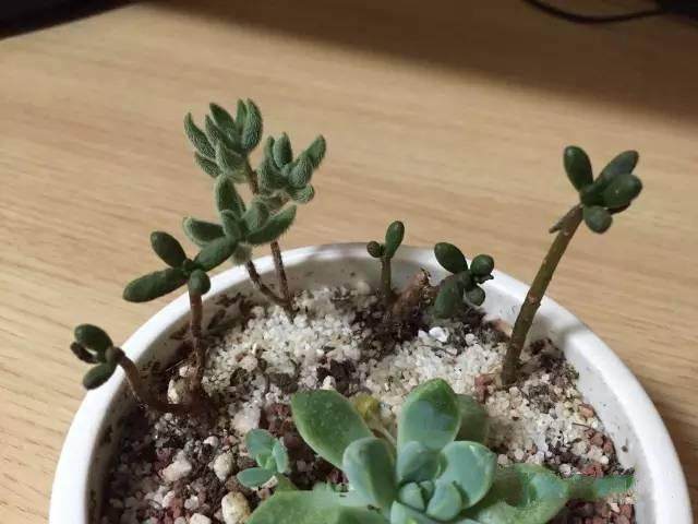 多肉植物叶子发软发蔫是怎么了,多肉叶片老是发软一浇水就徒长