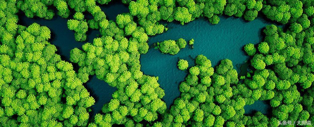 地球森林增加10倍后会发生什么,地球森林减少了吗