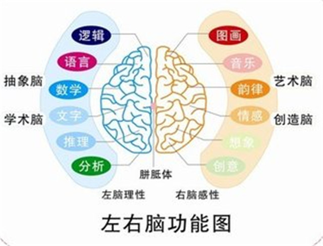 全脑开发和右脑开发哪个好,全脑教育是什么