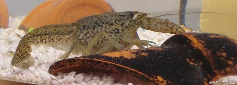 小龙虾成功攻陷欧洲,欧洲泛滥成灾的小龙虾