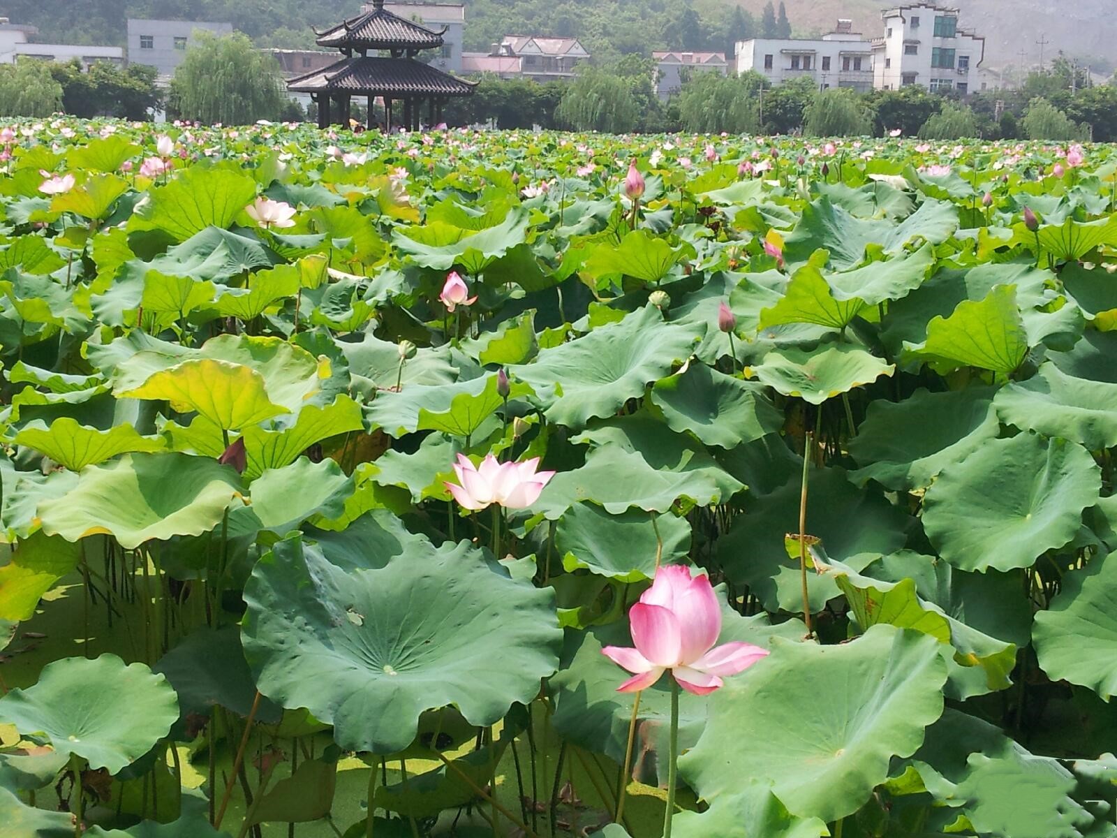 夏日赏月赏夜，不如赏花荷，这里“十里荷花一个村”