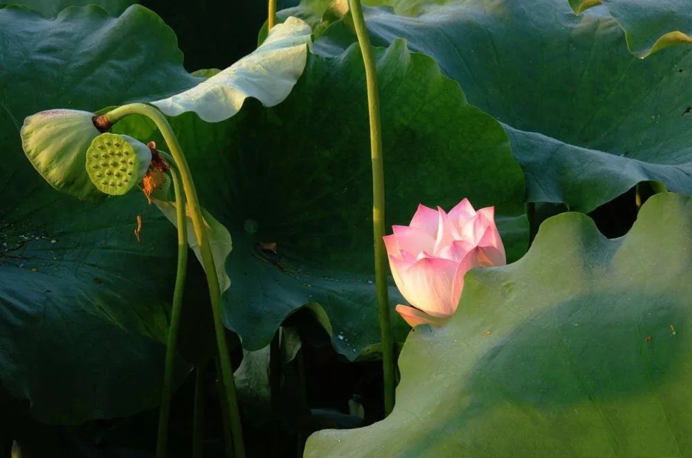 夏日赏月赏夜，不如赏花荷，这里“十里荷花一个村”