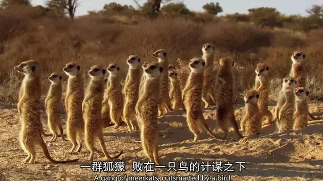 探索自然的纪录片推荐,七部神级自然纪录片你看过几部