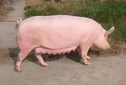 母猪子宫内膜炎的综合防治方法