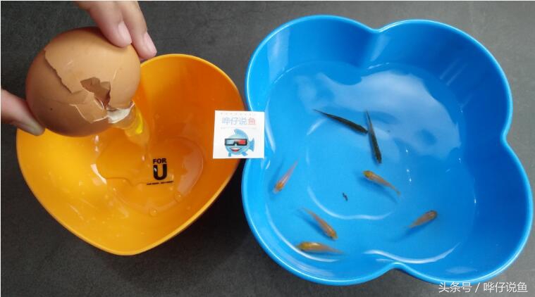 一个鸡蛋，三个妙用：宠物鱼玩家的福音，解决鱼缸三大问题