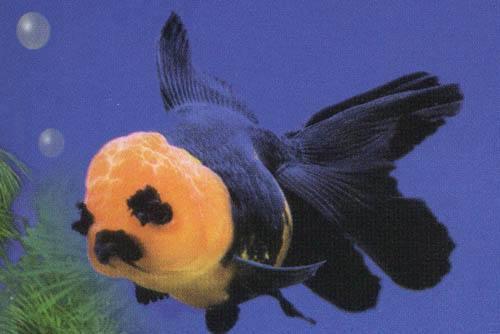 家养金鱼得病喂什么药,鱼缸养鱼鱼病症状