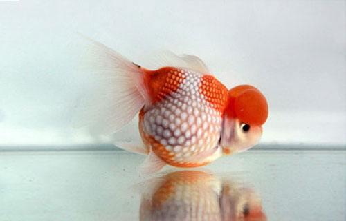 家养金鱼得病喂什么药,鱼缸养鱼鱼病症状