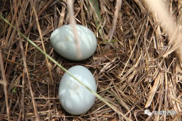 黔西旅游带什么,来贵州带什么礼物回去