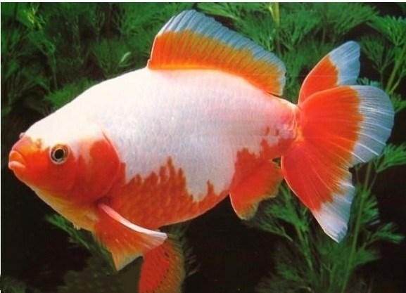 日本顶级金鱼品种,日本宇野兰寿金鱼