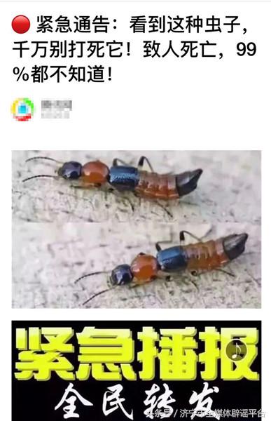 隐翅虫咬人后会有什么症状,隐翅虫咬人后有什么症状