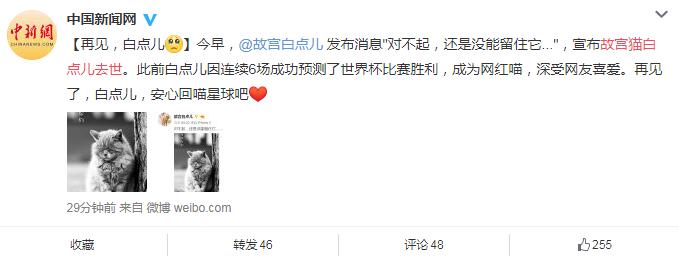 世界杯熊猫预测,世界杯预测猫咪最新