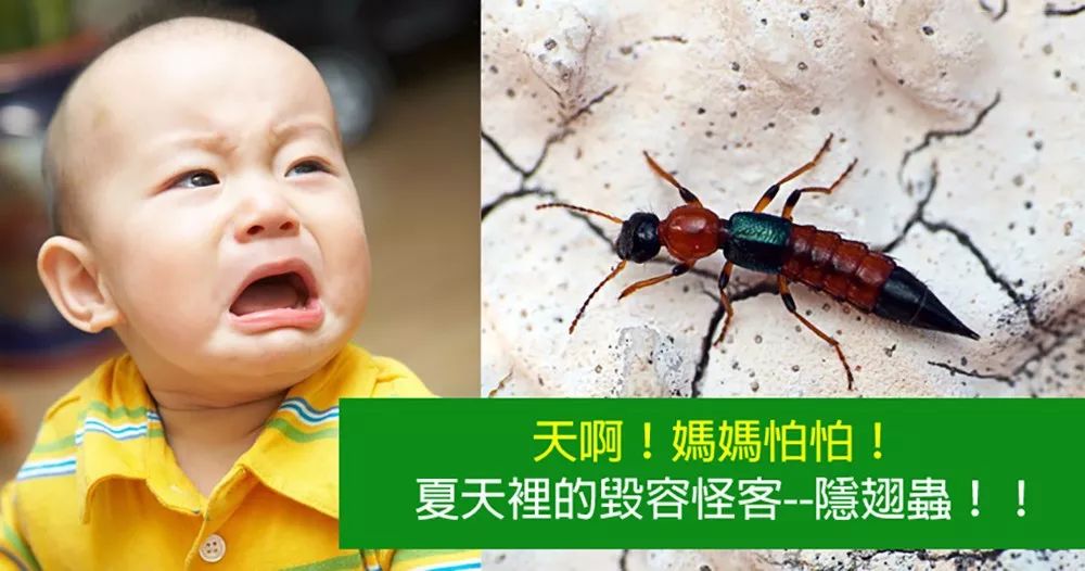 十几个月大的孩子因为它几乎毁容，夏天这两种虫要警惕……