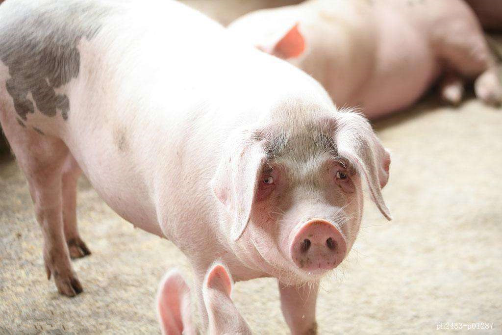 艺术与历史：《西游记》中的猪八戒，是一头白猪还是一头黑猪？