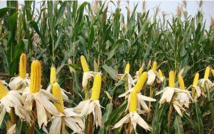 2021秋新玉米价,2022新玉米上市价格专家预测