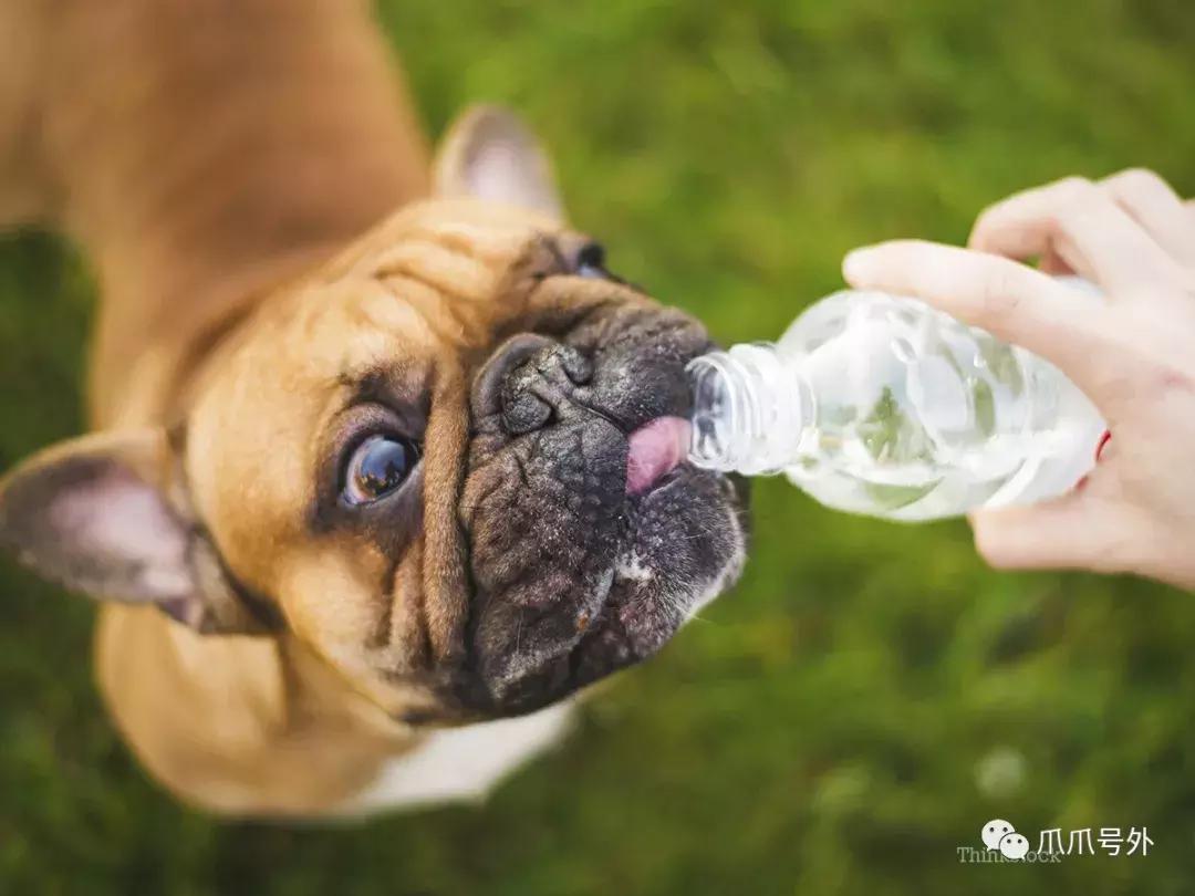 狗狗中暑怎么看,狗狗中暑宠物医院怎么处理