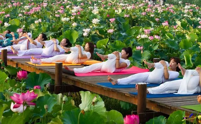 微山湖荷花丛中一群白衣美女舞动着柔软的腰肢