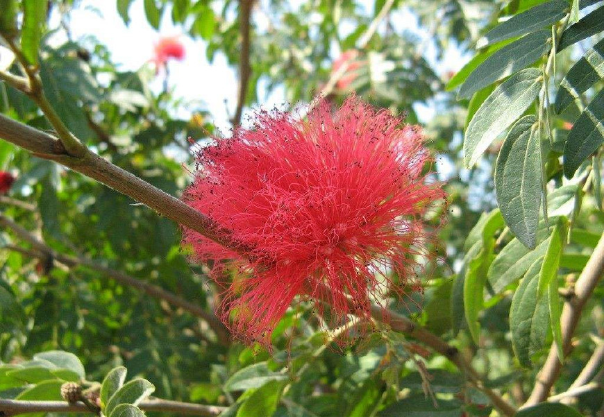 红毛丹营养价值及功效,红毛丹果营养和功效与作用