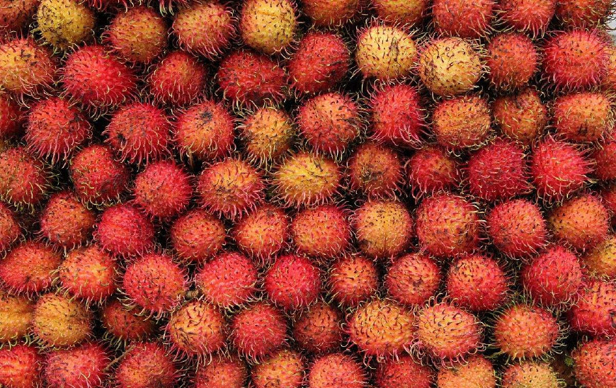 红毛丹营养价值及功效,红毛丹果营养和功效与作用