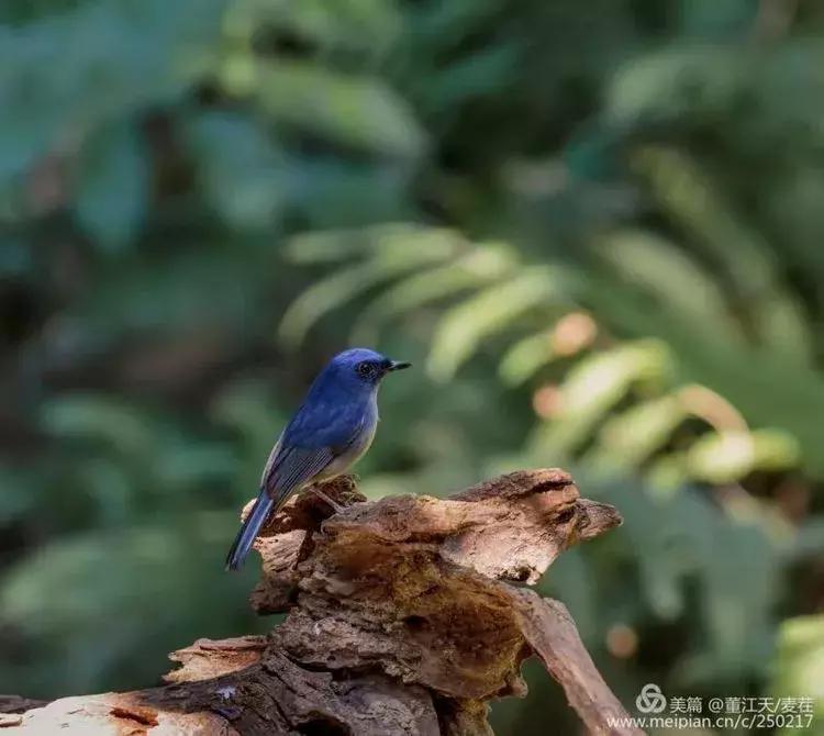 滇西拍鸟攻略,滇西观鸟的图片