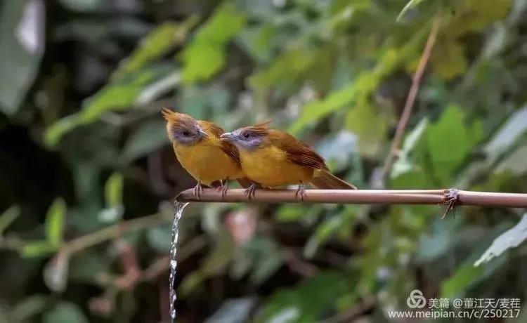 滇西拍鸟攻略,滇西观鸟的图片