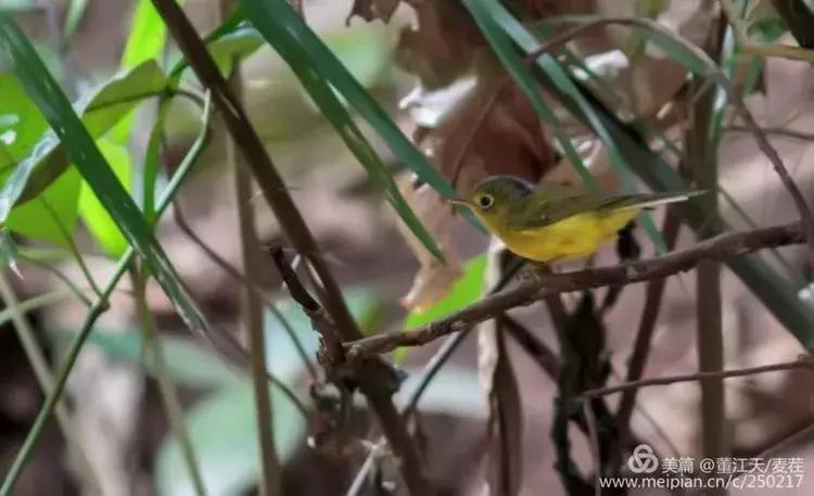 滇西拍鸟攻略,滇西观鸟的图片