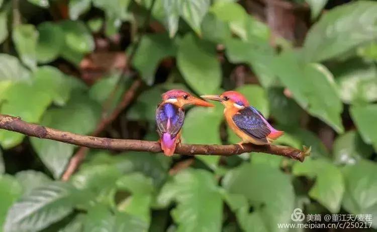 滇西拍鸟攻略,滇西观鸟的图片