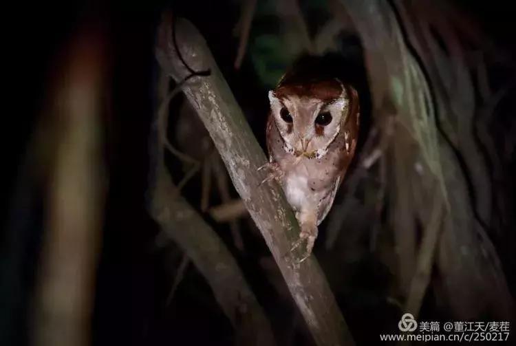 滇西拍鸟攻略,滇西观鸟的图片