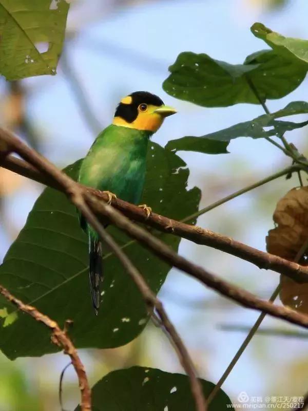 滇西拍鸟攻略,滇西观鸟的图片